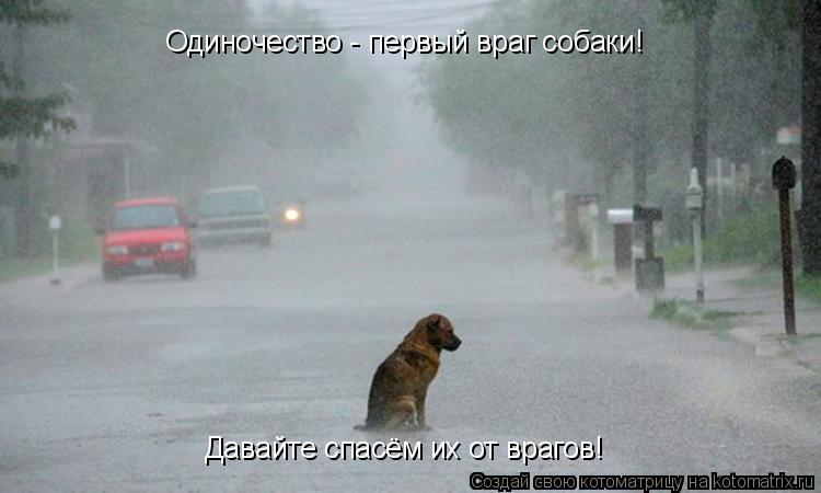 Котоматрица: Одиночество - первый враг собаки! Давайте спасём их от врагов!