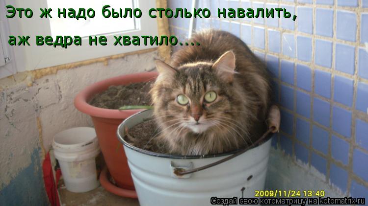 Котоматрица: Это ж надо было столько навалить, аж ведра не хватило... Это ж надо было столько навалить,  аж ведра не хватило....
