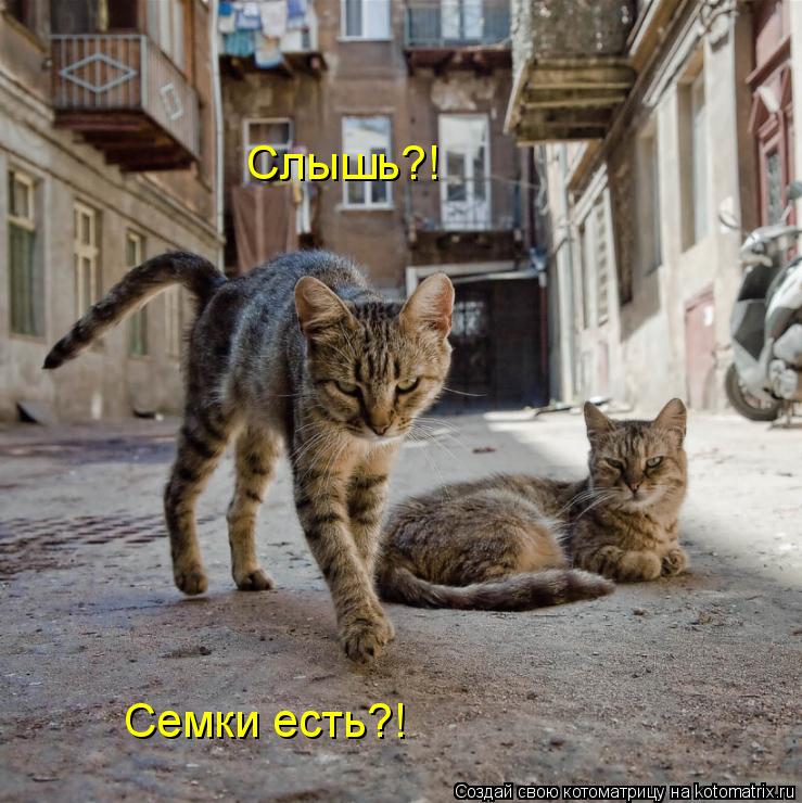 Котоматрица: Слышь?! Семки есть?!