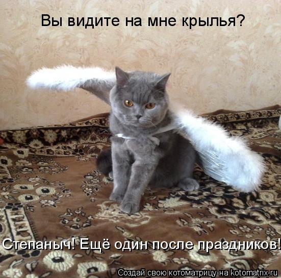 Котоматрица: Вы видите на мне крылья? Степаныч! Ещё один после праздников!