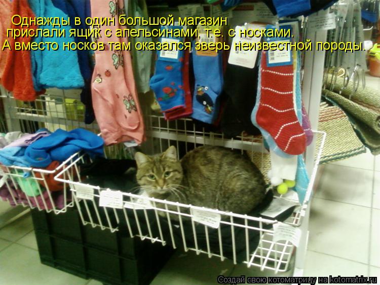 Котоматрица: Однажды в один большой магазин  прислали ящик с апельсинами, т.е. с носками. А вместо носков там оказался зверь неизвестной породы.