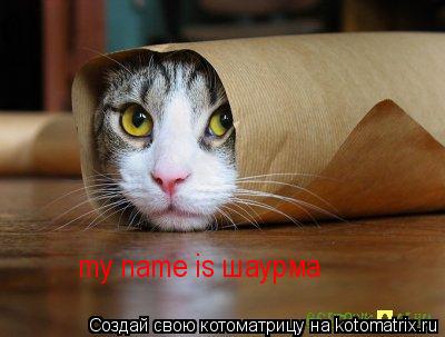 Котоматрица: my name is шаурма