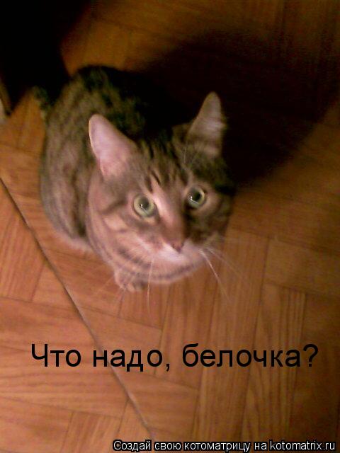 Котоматрица: Что надо, белочка?