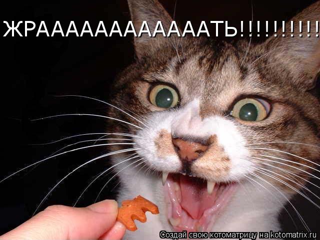 Котоматрица: ЖРААААААААААААТЬ!!!!!!!!!!!!!!!!!