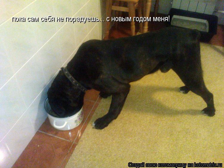 Котоматрица: пока сам себя не порадуешь... с новым годом меня!