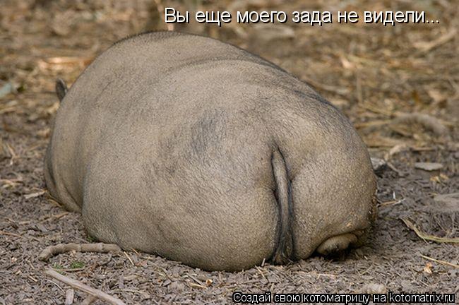 Котоматрица: Вы еще моего зада не видели...