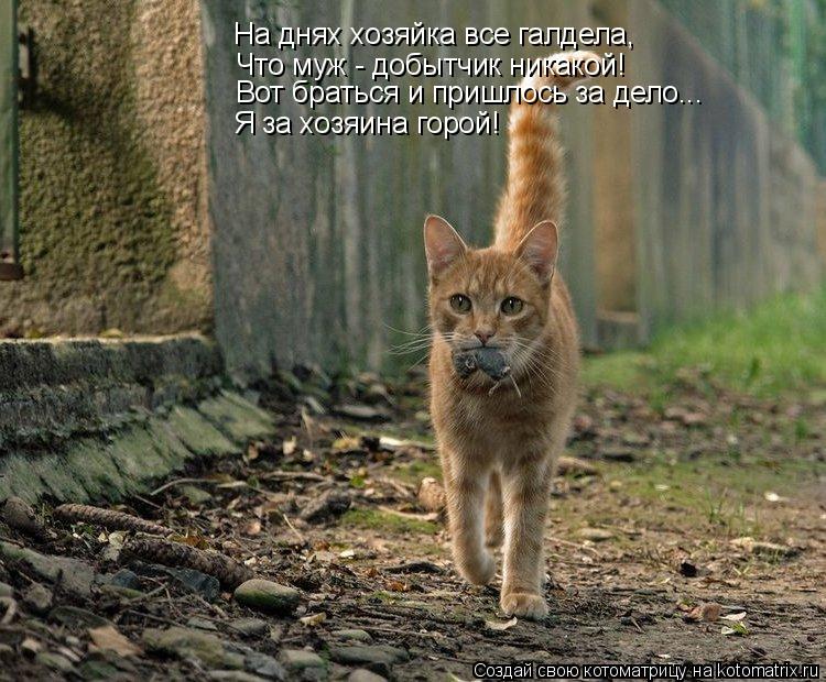 Что муж - добытчик никакой! Вот браться и пришлось за дело... Я за хозяина горой! На днях хозяйка все... Котоматрица: Что муж - добытчик никакой! Вот браться и пришлось за дело... Я за хозяина горой! На днях хозяйка все галдела,