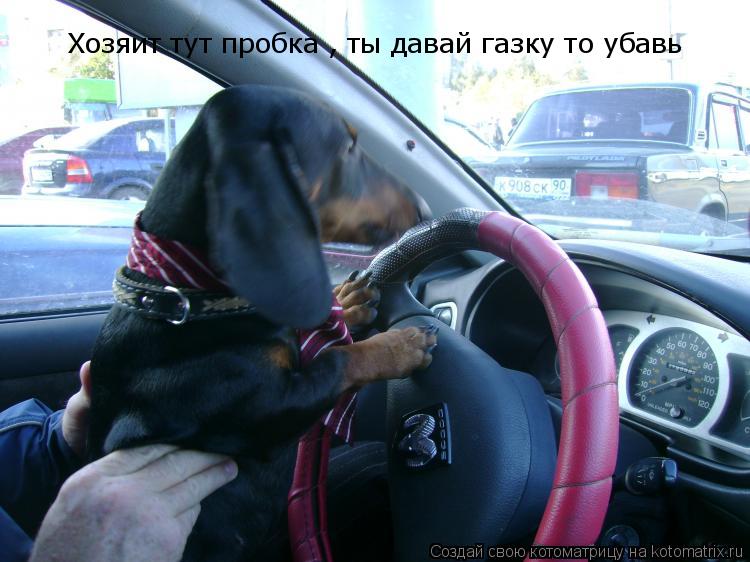 Котоматрица: Хозяит тут пробка , ты давай газку то убавь
