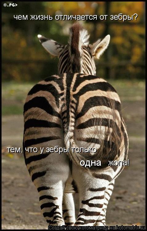 Котоматрица: чем жизнь отличается от зебры? тем, что у зебры только одна жопа!