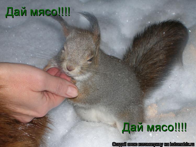 Котоматрица: Дай мясо!!!! Дай мясо!!!!