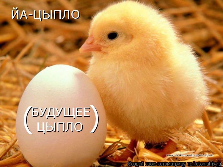 Котоматрица: ЙА-ЦЫПЛО БУДУЩЕЕ ЦЫПЛО ( )