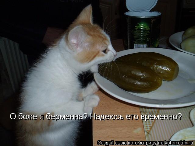 Котоматрица: О боже я берменна? Надеюсь ето временно?