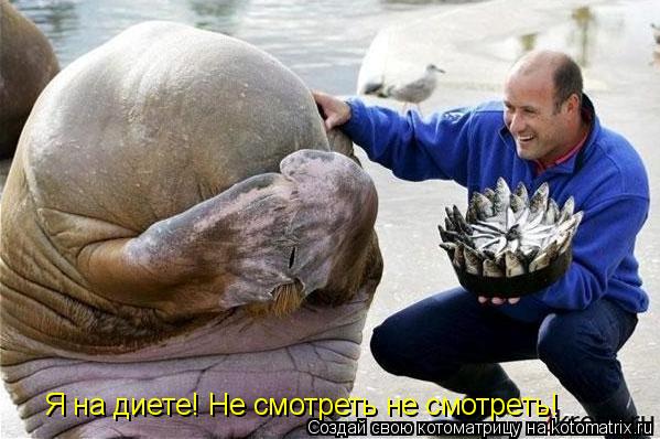 Котоматрица: Я на диете! Не смотреть не смотреть!