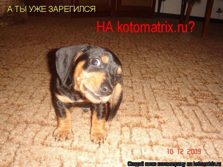 Котоматрица: А ТЫ УЖЕ ЗАРЕГИЛСЯ НА kotomatrix.ru?