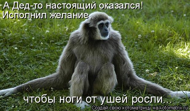 А Дед-то настоящий оказался! Исполнил желание, чтобы ноги от ушей росли...... Котоматрица: А Дед-то настоящий оказался! Исполнил желание, чтобы ноги от ушей росли...