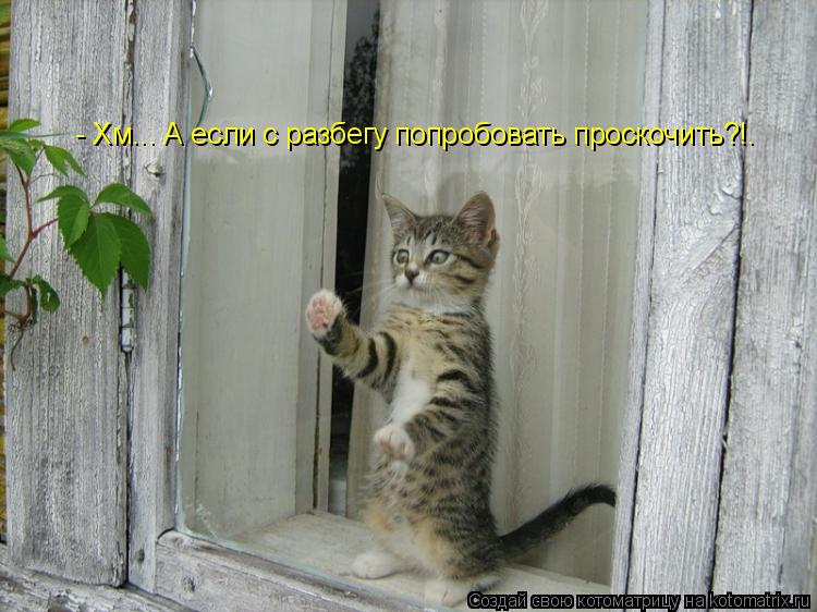 - Хм... А если с разбегу попробовать проскочить?!.... Котоматрица: - Хм... А если с разбегу попробовать проскочить?!.