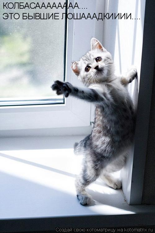 КОЛБАСАААААААА.... ЭТО БЫВШИЕ ЛОШАААДКИИИИ....... Котоматрица: КОЛБАСАААААААА.... ЭТО БЫВШИЕ ЛОШАААДКИИИИ....