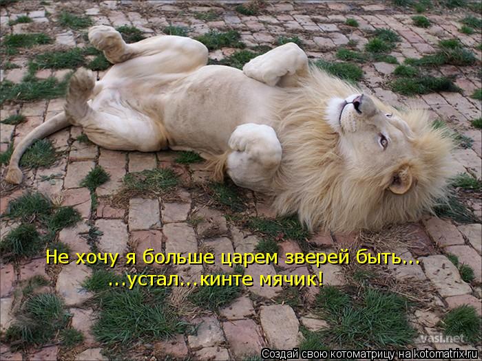 Котоматрица: Не хочу я больше царем зверей быть... ...устал...кинте мячик!