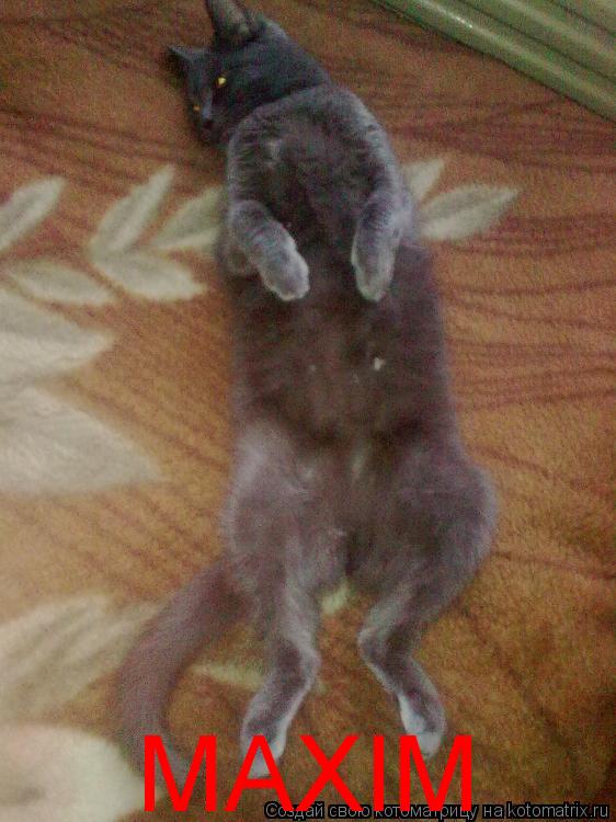 MAXIM... Котоматрица: MAXIM