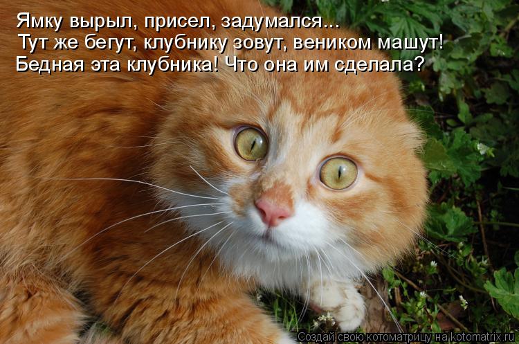 Тут же бегут, клубнику зовут, веником машут! Ямку вырыл, присел, задумался... Бедная эта клубника! Чт... Котоматрица: Тут же бегут, клубнику зовут, веником машут! Ямку вырыл, присел, задумался... Бедная эта клубника! Что она им сделала?