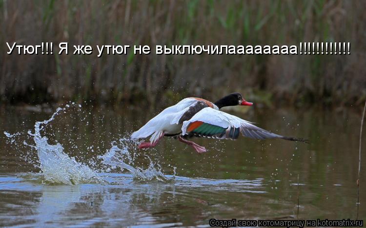 Утюг!!! Я же утюг не выключилаааааааа!!!!!!!!!!!!... Котоматрица: Утюг!!! Я же утюг не выключилаааааааа!!!!!!!!!!!!