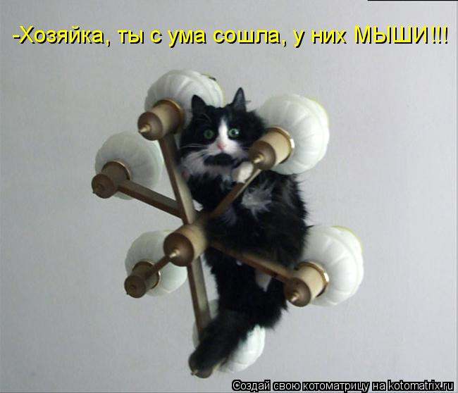Котоматрица: -Хозяйка, ты с ума сошла, у них МЫШИ!!!