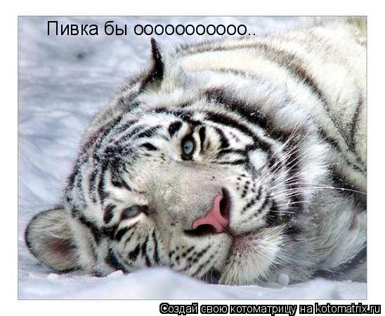 Котоматрица: Пивка бы ооооооооооо..