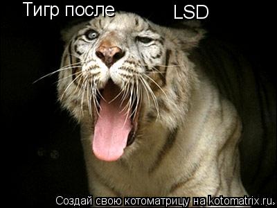 Котоматрица: Тигр после LSD