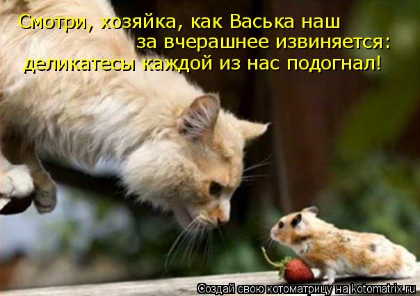 Смотри, хозяйка, как Васька наш за вчерашнее извиняется: деликатесы каждой из нас подогнал!... Котоматрица: Смотри, хозяйка, как Васька наш за вчерашнее извиняется: деликатесы каждой из нас подогнал!
