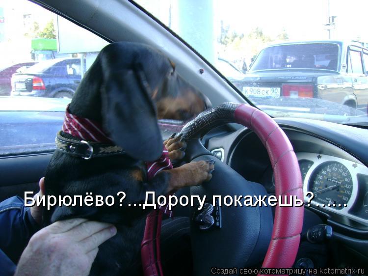 Бирюлёво?...Дорогу покажешь?......... Котоматрица: Бирюлёво?...Дорогу покажешь?......