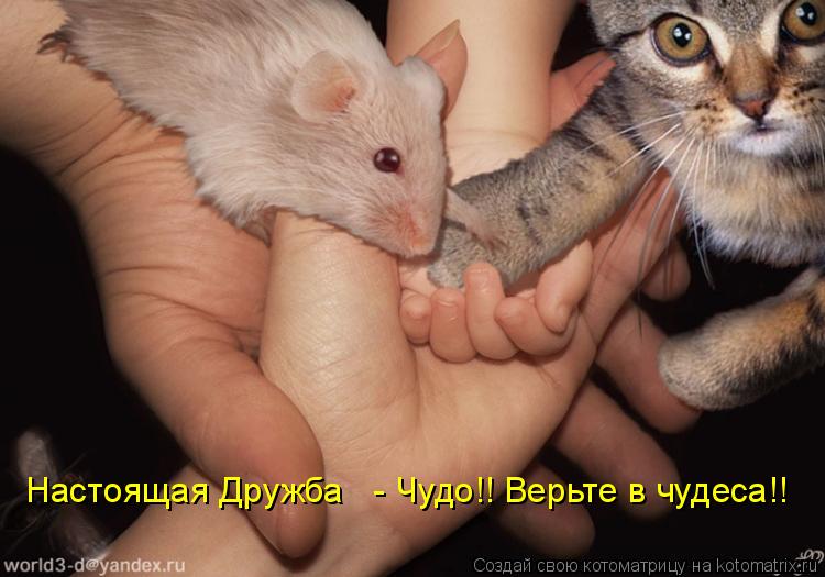 Настоящая Дружба - Чудо!! Верьте в чудеса!!... Котоматрица: Настоящая Дружба - Чудо!! Верьте в чудеса!!