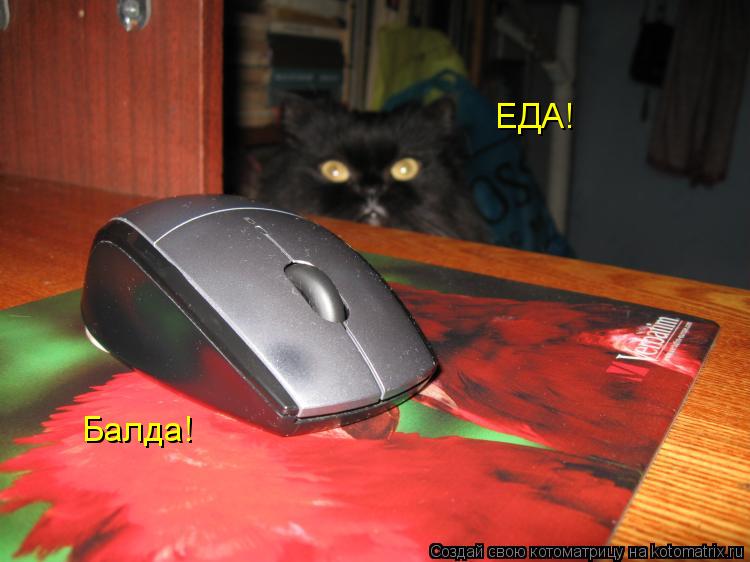 ЕДА! Балда!... Котоматрица: ЕДА! Балда!