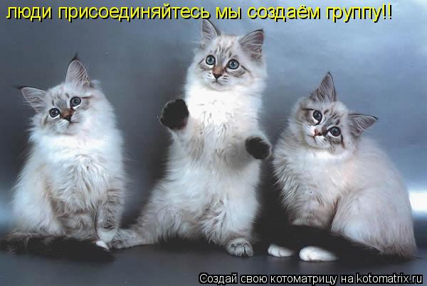 люди присоединяйтесь мы создаём группу!!... Котоматрица: люди присоединяйтесь мы создаём группу!!