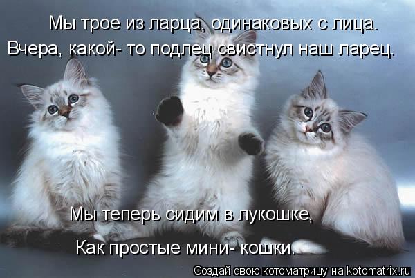 Мы трое из ларца, одинаковых с лица. Вчера, какой- то подлец свистнул наш ларец. Как простые мини- ко... Котоматрица: Мы трое из ларца, одинаковых с лица. Вчера, какой- то подлец свистнул наш ларец. Как простые мини- кошки. Мы теперь сидим в лукошке,