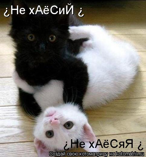¿Не хАёСяЯ ¿ ¿Не хАёСиЙ ¿... Котоматрица: ¿Не хАёСяЯ ¿ ¿Не хАёСиЙ ¿