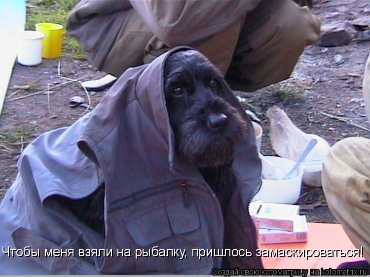 Чтобы меня взяли на рыбалку, пришлось замаскироваться!... Котоматрица: Чтобы меня взяли на рыбалку, пришлось замаскироваться!