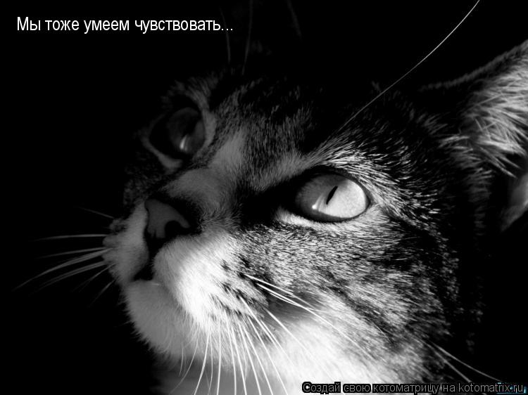 Мы тоже умеем чувствовать...... Котоматрица: Мы тоже умеем чувствовать...