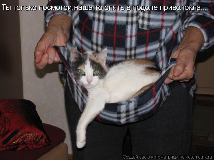 Ты только посмотри,наша то опять в подоле приволокла....... Котоматрица: Ты только посмотри,наша то опять в подоле приволокла....