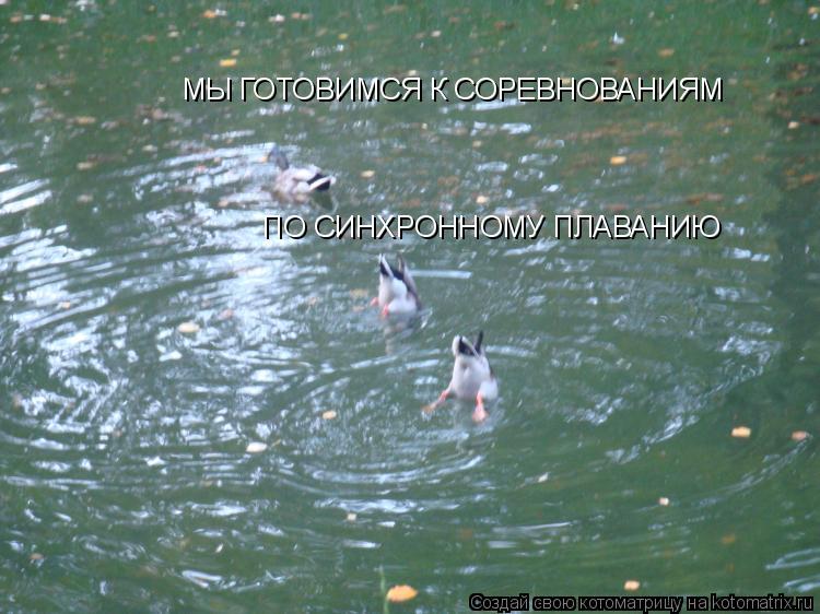 МЫ ГОТОВИМСЯ К СОРЕВНОВАНИЯМ ПО СИНХРОННОМУ ПЛАВАНИЮ... Котоматрица: МЫ ГОТОВИМСЯ К СОРЕВНОВАНИЯМ ПО СИНХРОННОМУ ПЛАВАНИЮ