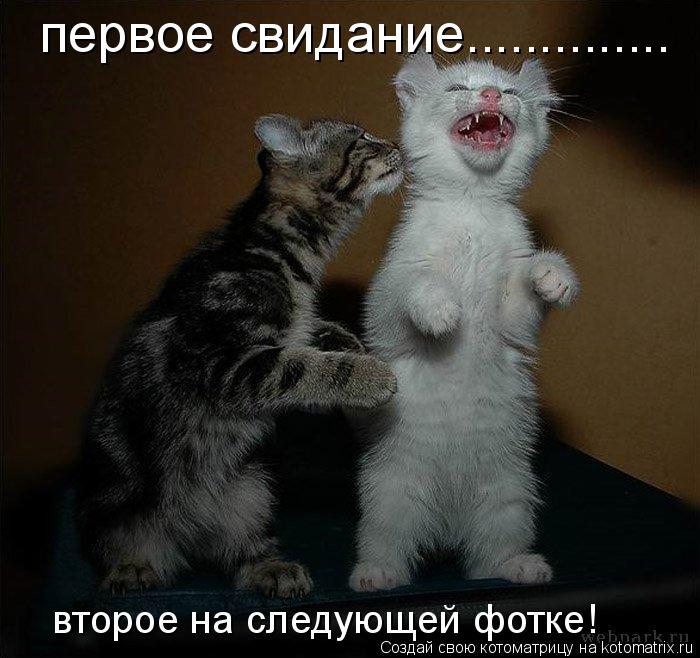 первое свидание.............. второе на следующей фотке!... Котоматрица: первое свидание.............. второе на следующей фотке!