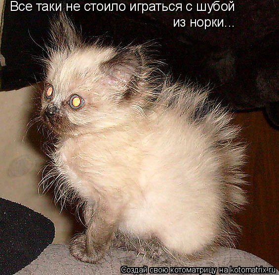 Все таки не стоило играться с шубой из норки...... Котоматрица: Все таки не стоило играться с шубой из норки...