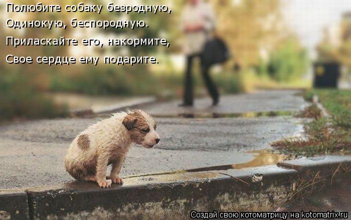 Полюбите собаку безродную, Одинокую, беспородную. Приласкайте его, накормите, Свое сердце ему подарит... Котоматрица: Полюбите собаку безродную, Одинокую, беспородную. Приласкайте его, накормите, Свое сердце ему подарите.