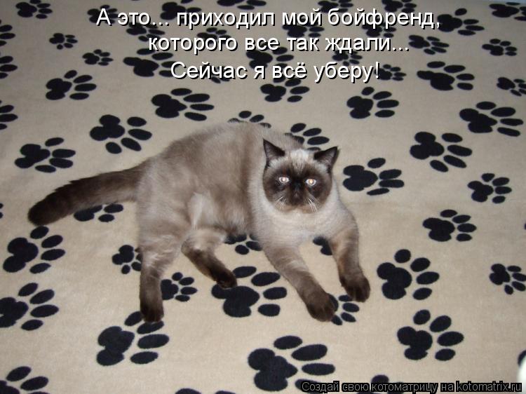 А это... приходил мой бойфренд, которого все так ждали... Сейчас я всё уберу!... Котоматрица: А это... приходил мой бойфренд, которого все так ждали... Сейчас я всё уберу!
