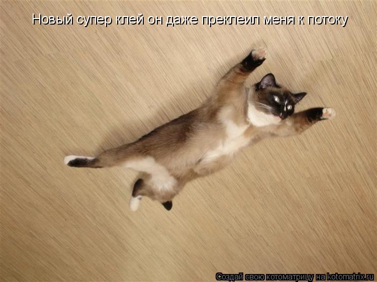 Котоматрица: Новый супер клей он даже преклеил меня к потоку