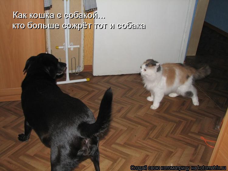 Котоматрица: Как кошка с собакой... кто больше сожрёт тот и собака