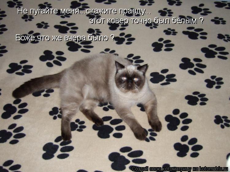 Не пугайте меня...скажите правду... этот ковер точно был белым ? Боже,что же вчера было ?... Котоматрица: Не пугайте меня...скажите правду... этот ковер точно был белым ? Боже,что же вчера было ?