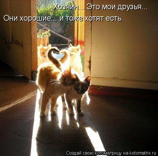 Хозяин... Это мои друзья... Они хорошие... и тоже хотят есть... Котоматрица: Хозяин... Это мои друзья... Они хорошие... и тоже хотят есть