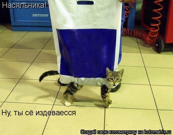 Насяльника! Ну, ты сё издеваесся... Котоматрица: Насяльника! Ну, ты сё издеваесся