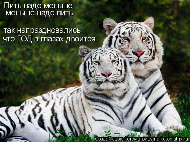 Пить надо меньше меньше надо пить так напраздновались что ГОД в глазах двоится... Котоматрица: Пить надо меньше меньше надо пить так напраздновались что ГОД в глазах двоится