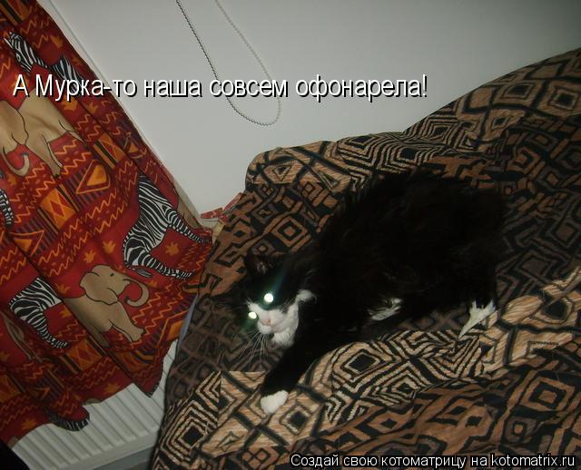 А Мурка-то наша совсем офонарела!... Котоматрица: А Мурка-то наша совсем офонарела!